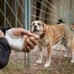 What To Do After Being Attacked By A Dog