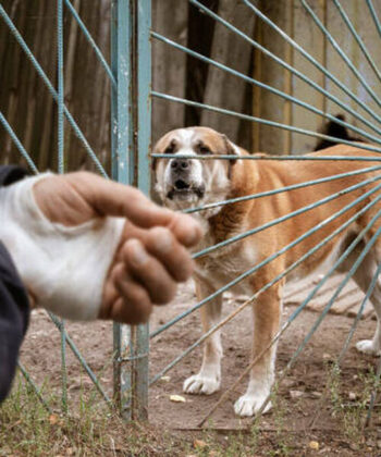 What To Do After Being Attacked By A Dog