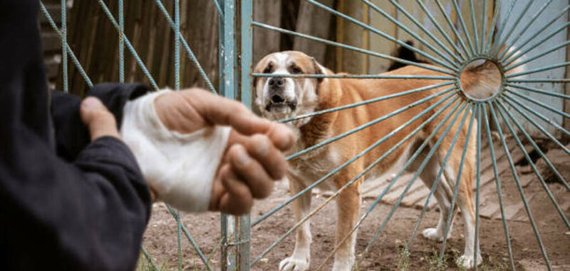 The male dog Alabai bit the man's hand. Bandaged human hand after dog bite Concept of animal care and rabies prevention What To Do After Being Attacked By A Dog