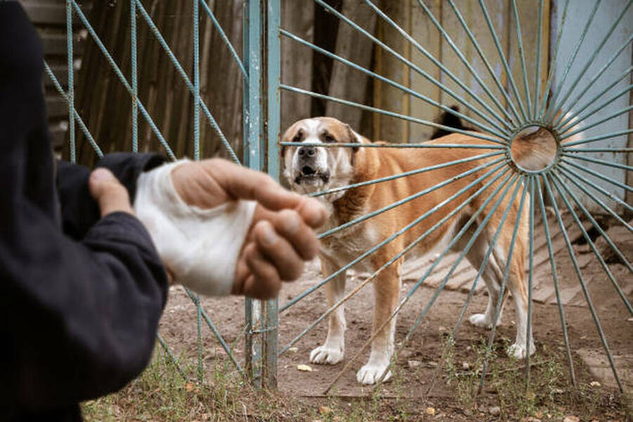 The male dog Alabai bit the man's hand. Bandaged human hand after dog bite Concept of animal care and rabies prevention What To Do After Being Attacked By A Dog